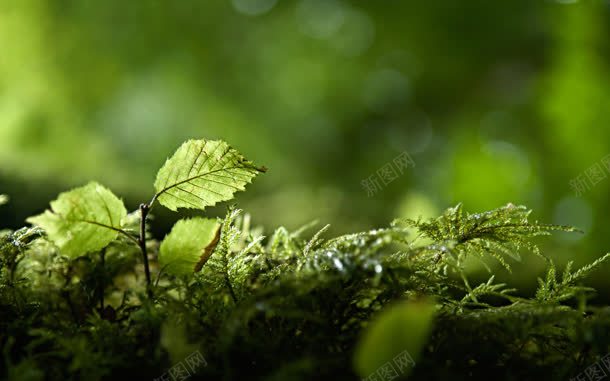 小清新风格的绿叶jpg设计背景_新图网 https://ixintu.com 清新 绿叶 风格
