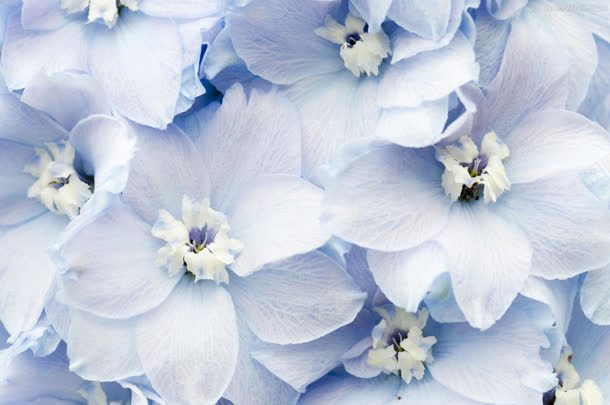 蓝色绽放花朵背景jpg设计背景_新图网 https://ixintu.com 绽放 背景 花朵 蓝色