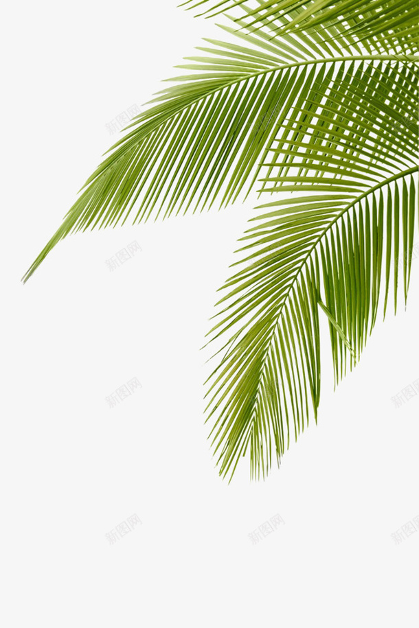 绿色椰子树叶png免抠素材_新图网 https://ixintu.com 叶子 树叶 树叶素材 植物 椰子 椰子叶 椰子树 绿叶 绿色