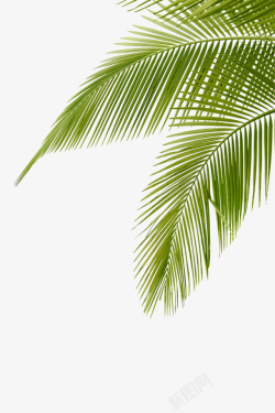 绿色叶子素材绿色椰子树叶高清图片