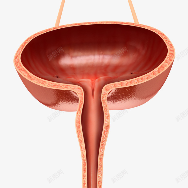 尿器官横断面插画png免抠素材_新图网 https://ixintu.com 3D 健康 内脏器官 器官 尿器官横断面插画 生物医学插画