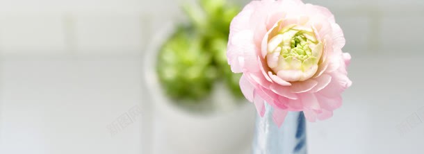 一簇花jpg设计背景_新图网 https://ixintu.com 一簇花
