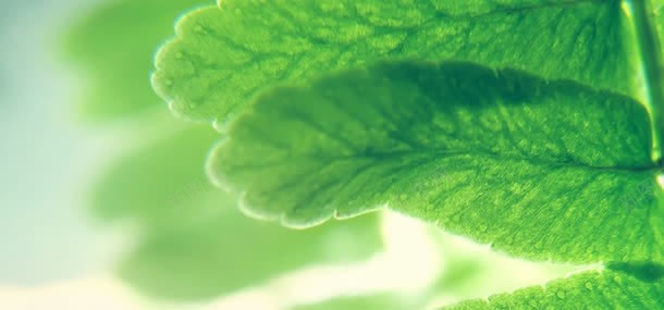 树叶植物绿色背景jpg背景图_新图网 https://ixintu.com 绿色背景 树叶 背景