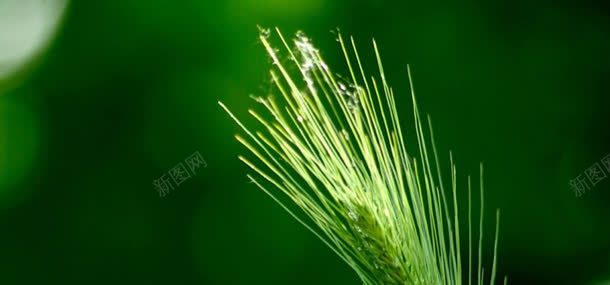 绿色背景jpg背景图_新图网 https://ixintu.com 植物 背景