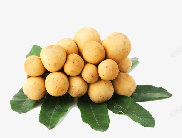 黄色龙眼水果png免抠素材_新图网 https://ixintu.com 果实 水果 食物 黄色 龙眼