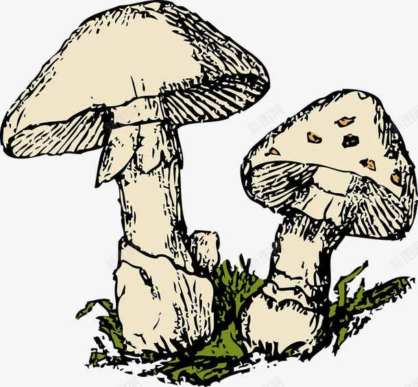 蘑菇菌类植物png免抠素材_新图网 https://ixintu.com 植物 菌类 蘑菇