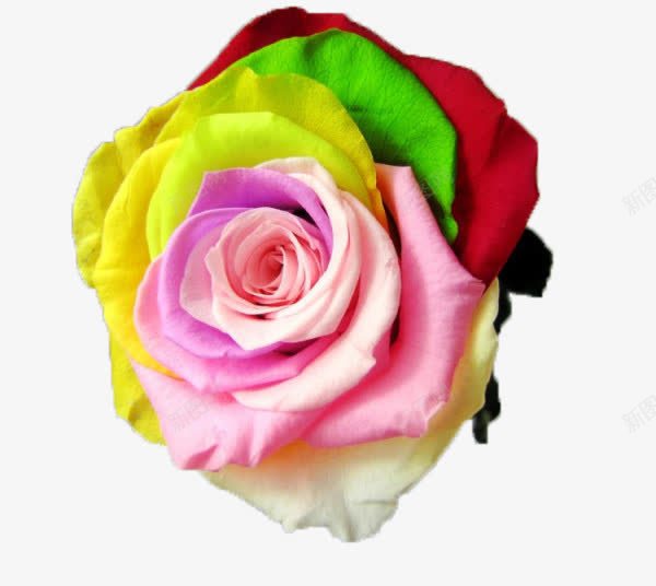 花束png免抠素材_新图网 https://ixintu.com 手工实物 玫瑰花 鲜花花束