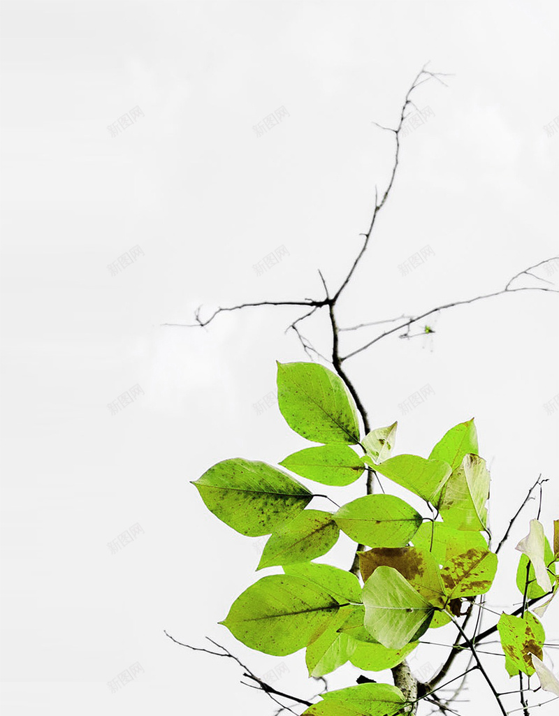 简约树木叶子摄影H5背景psd分层psd_新图网 https://ixintu.com H5背景 叶子 摄影 树木 树枝 简约 节气 节气海报