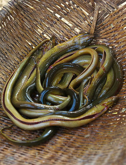 网兜死鳝鱼png免抠素材_新图网 https://ixintu.com 产品实物 整条 鳝鱼