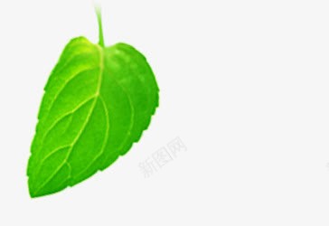 小清新树叶植物单片效果png免抠素材_新图网 https://ixintu.com 效果 树叶 植物 清新
