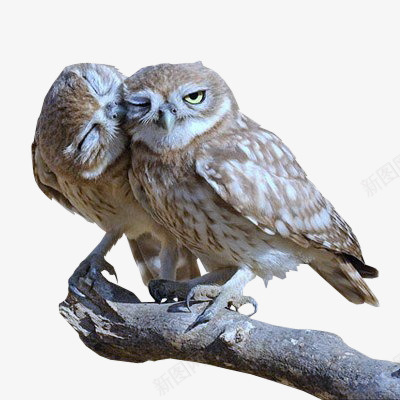 树枝上的两只猫头鹰png免抠素材_新图网 https://ixintu.com 可爱的猫头鹰 树枝上的猫头鹰 猫头鹰 猫头鹰png图片