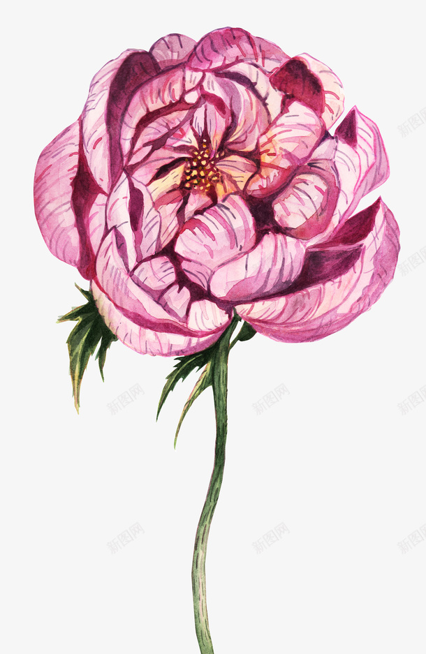 彩绘花卉png免抠素材_新图网 https://ixintu.com 彩绘花 彩绘花卉 手绘 手绘植物花卉 手绘花 花卉装饰 花朵手绘