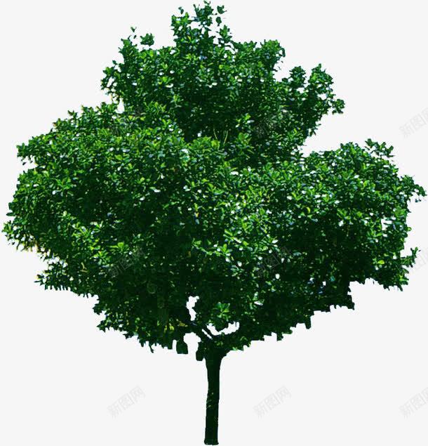 绿树配名植物png免抠素材_新图网 https://ixintu.com 植物 素材 绿树