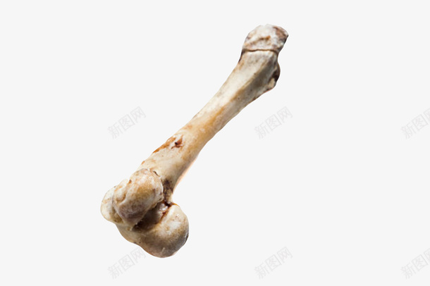 生鲜肉类羊肉骨头实物png免抠素材_新图网 https://ixintu.com 免扣 免费下载 动物骨头 羊肉 羊骨头 食物 骨头