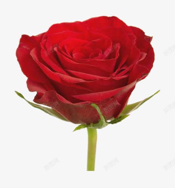 鲜花相框花束png免抠素材_新图网 https://ixintu.com 卡通鲜花 花卉 花卉图案 花朵 花朵海报背景 鲜花边框