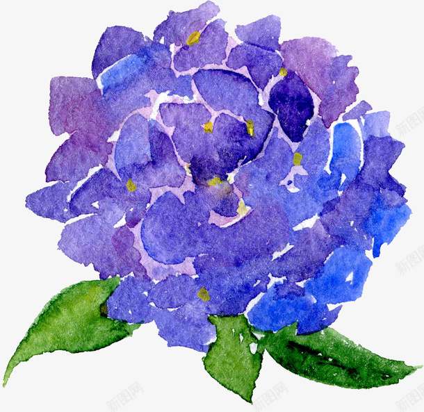 透明背景水彩花朵花卉植物png免抠素材_新图网 https://ixintu.com 植物 植物素材 水彩植物 水彩花卉 水彩花朵 矢量花朵 花卉 花朵