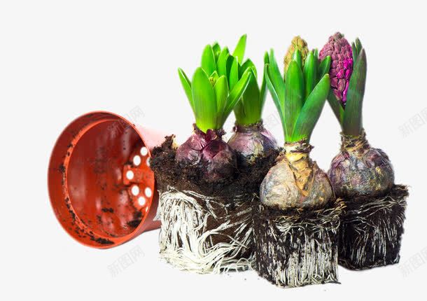 刚发芽的风信子png免抠素材_新图网 https://ixintu.com png图片 产品实物 免费png 免费png元素 创意 紫色风信子 花艺 高清