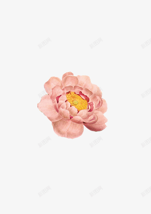 花朵手绘鲜花png免抠素材_新图网 https://ixintu.com 手绘鲜花 时尚花朵 水彩花朵 花朵边框