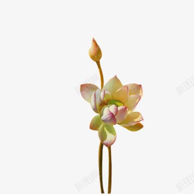 半开的荷花花朵海报背景png免抠素材_新图网 https://ixintu.com 半开 海报 背景 花朵 荷花