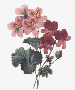 花复古卡通手绘花束png免抠素材_新图网 https://ixintu.com 卡通 卡通花饰 唯美 手绘 手绘花饰 手绘花饰图片 梦幻图片 花束 花饰