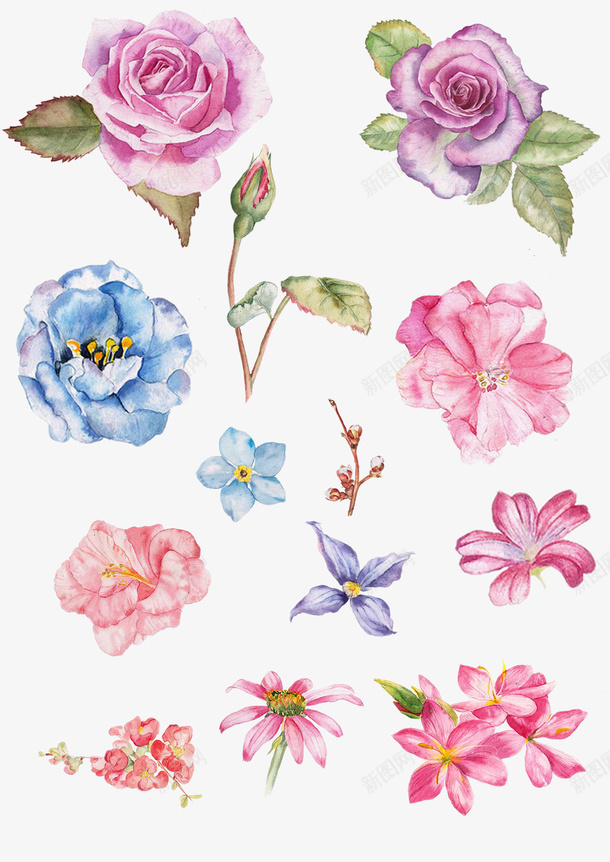 花朵集锦png免抠素材_新图网 https://ixintu.com 手绘花朵 水彩画 粉色 花朵