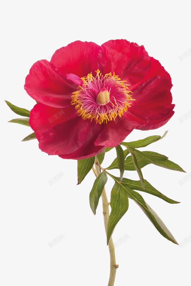 一朵红色的小花png免抠素材_新图网 https://ixintu.com 幽香 红色 花卉 花朵