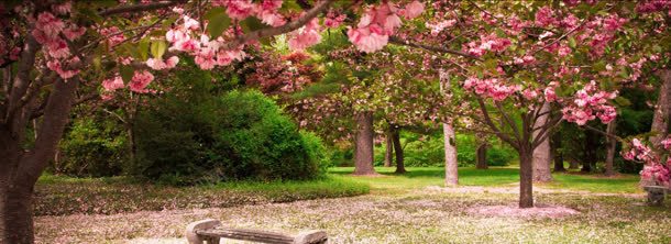 桃树林背景bannerjpg设计背景_新图网 https://ixintu.com banner 桃树 背景