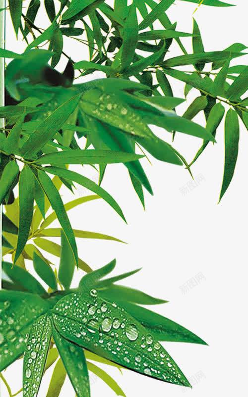 竹叶psd免抠素材_新图网 https://ixintu.com 叶子 竹叶 绿叶