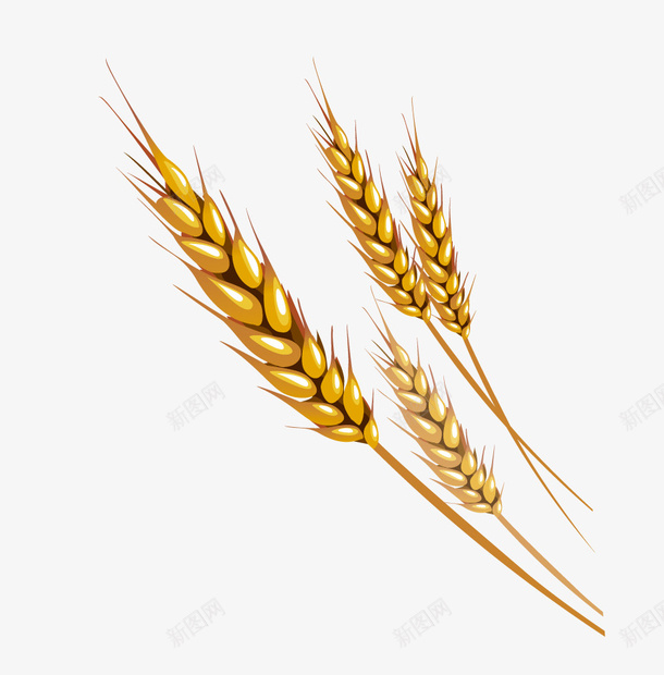 卡通稻穗png免抠素材_新图网 https://ixintu.com png素材 卡通画 稻穗 金色麦穗 食物 黃色稻穗