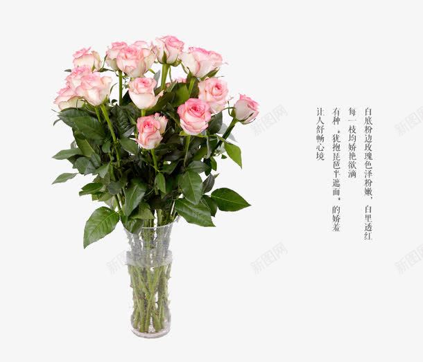 粉玫瑰花png免抠素材_新图网 https://ixintu.com 插花花瓶 玫瑰花 粉玫瑰 花瓶