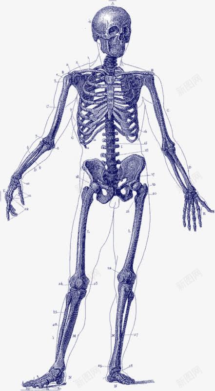 手绘人骨png免抠素材_新图网 https://ixintu.com 人骨 手绘 骨头 骷髅