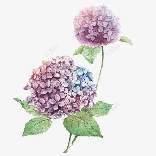 手绘蓝紫色绣球花png免抠素材_新图网 https://ixintu.com 团团簇簇 娇小 惹人怜爱 热情 红色绣球花 绣球花 蓝紫色 高雅