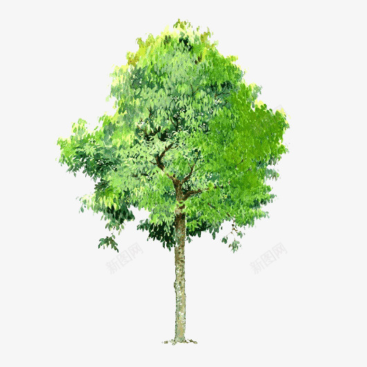 透明树木元素树木背景png免抠素材_新图网 https://ixintu.com 手绘树木图片素材 树木素材psd 树木背景 树木背景图片 绿色树木图片 透明树木
