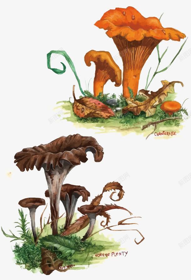 蘑菇png免抠素材_新图网 https://ixintu.com 手绘 蘑菇 野生菌菇