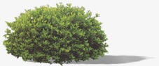 绿色植物绿化道路装饰png免抠素材_新图网 https://ixintu.com 绿化 绿色植物 装饰 道路
