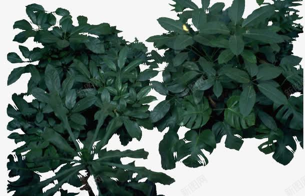 景观风景树灌木小橡树png免抠素材_新图网 https://ixintu.com 植物 橡树 灌木 风景树