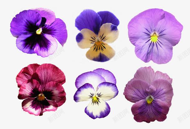 花卉图案鲜花海报背景紫色梦幻png免抠素材_新图网 https://ixintu.com 手绘鲜花 抽象花朵 抽象鲜花图片 梦幻 紫色 花朵 鲜花海报背景 鲜花矢量