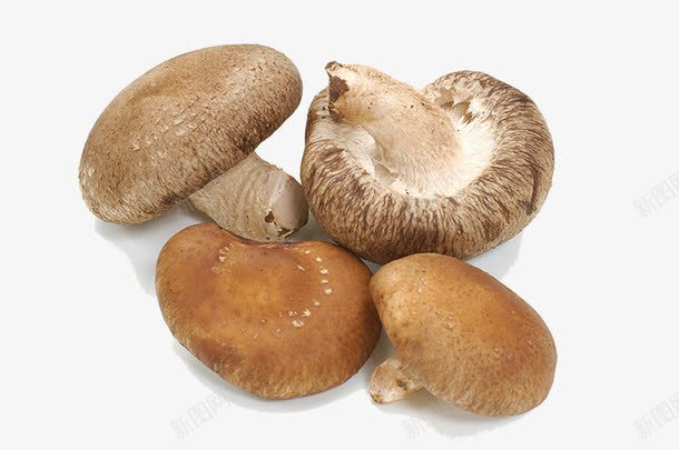 新鲜菌菇集合png免抠素材_新图网 https://ixintu.com 新鲜 菌菇 蔬菜