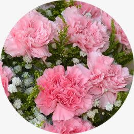 摄影合成红色的康奶昔花朵教师节礼物png免抠素材_新图网 https://ixintu.com 合成 奶昔 摄影 教师节 礼物 红色 花朵