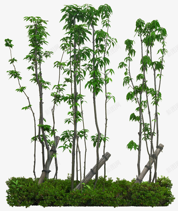 繁茂树png免抠素材_新图网 https://ixintu.com 树图层 繁茂树 绿植 高清大图