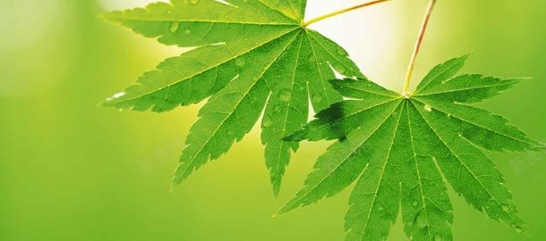 夏季绿色背景jpg背景图_新图网 https://ixintu.com 夏季 绿色 背景
