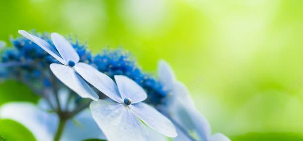花朵绿色背景jpg背景图_新图网 https://ixintu.com 花朵 鲜花 绿色背景