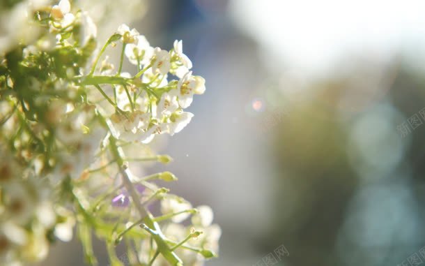 清新唯美白色小花jpg设计背景_新图网 https://ixintu.com 清新 白色