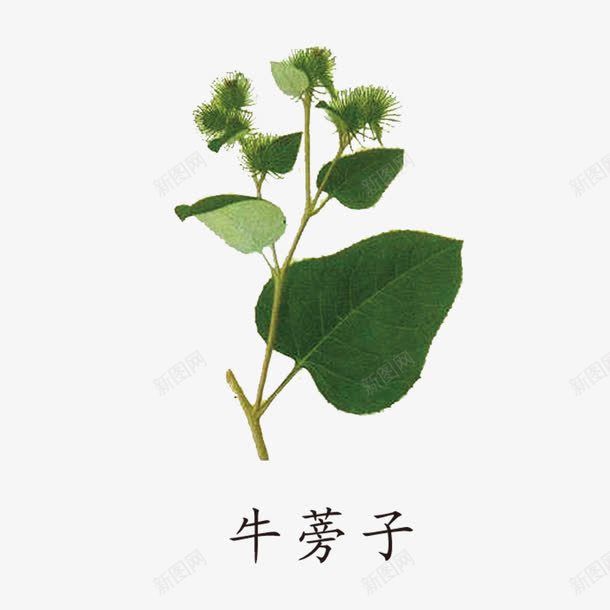 中药药材png免抠素材_新图网 https://ixintu.com 中国风草药 草药 草药植物 药材