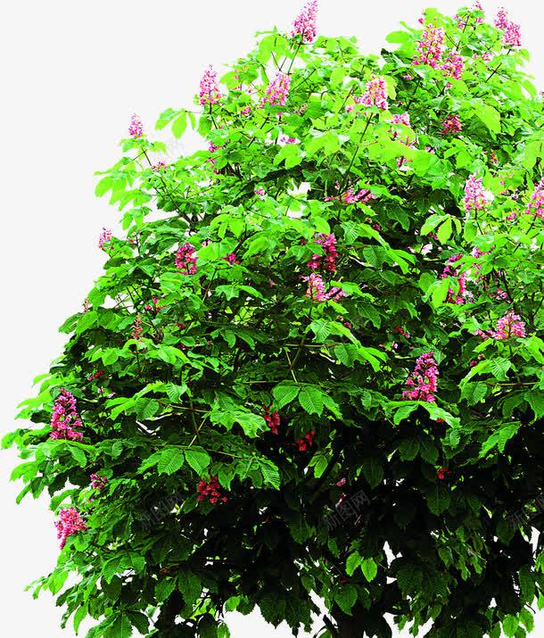 紫色唯美小花植物png免抠素材_新图网 https://ixintu.com 植物 紫色
