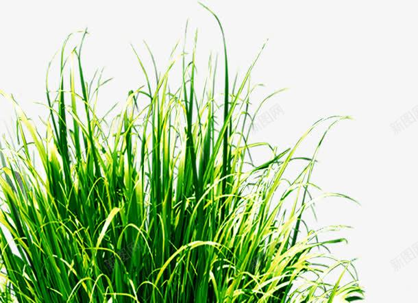 绿色草地景观植物美景png免抠素材_新图网 https://ixintu.com 景观 植物 绿色 美景 草地