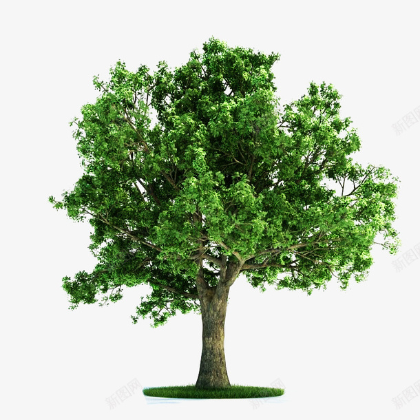 桉树植物png免抠素材_新图网 https://ixintu.com 树叶 树木 树枝 桉树 植物 清新 绿色