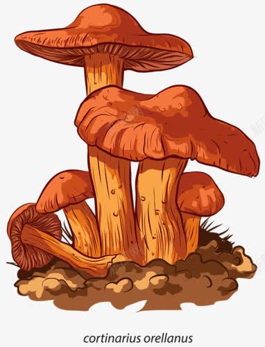 卡通蘑菇png免抠素材_新图网 https://ixintu.com 毒蘑菇 蘑菇 野生菌 香菇