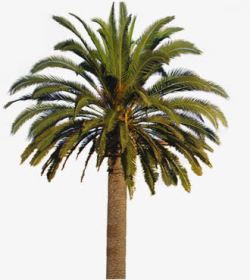夏日海报植物棕树树木素材