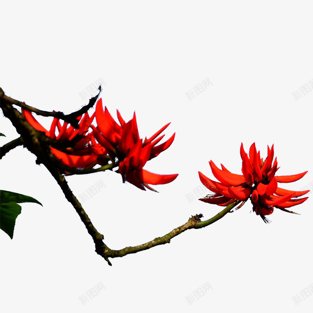 红色刺桐花png免抠素材_新图网 https://ixintu.com 刺桐花 刺桐花PNG 红色 红色刺桐花 花